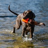 image:imageCarhartt Canvas Bumper Training Dog Throw Hunter Orange S  Pet Tool Retrieving Bumper Rugged Nylon Duck Canvas Training Bumper Designed for Retrieval TrainingHunter Orange