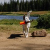 image:imageCarhartt Canvas Bumper Training Dog Throw Hunter Orange S  Pet Tool Retrieving Bumper Rugged Nylon Duck Canvas Training Bumper Designed for Retrieval TrainingHunter Orange