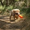 image:imageCarhartt Canvas Bumper Training Dog Throw Hunter Orange S  Pet Tool Retrieving Bumper Rugged Nylon Duck Canvas Training Bumper Designed for Retrieval TrainingHunter Orange