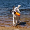 image:imageCarhartt Canvas Bumper Training Dog Throw Hunter Orange S  Pet Tool Retrieving Bumper Rugged Nylon Duck Canvas Training Bumper Designed for Retrieval TrainingHunter Orange