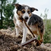 image:imageCarhartt Field Rubber Training Dog Pull Carhartt Brown  Pet Tools Rugged Tool for Tug Fetch and Play Field Dog TrainingBumper Compressed Flet Carhartt Brown