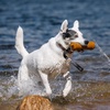 image:imageCarhartt Field Rubber Training Dog Pull Carhartt Brown  Pet Tools Rugged Tool for Tug Fetch and Play Field Dog TrainingField Dog Training Throw Carhartt Brown