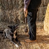image:imageCarhartt Field Rubber Training Dog Pull Carhartt Brown  Pet Tools Rugged Tool for Tug Fetch and Play Field Dog TrainingMonkey Fist Dog Pull Blaze Orange