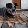 image:imageCarhartt Firm Duck SherpaTopped Napper Pad Carhartt Brown S  Durable Sherpa Top Dog Napper Pad Washable Duck Canvas Pads for Dogs Sherpa TopSherpa Top Napper Pad Carhartt Brown