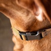 image:imageCarhartt Nylon Dog Collar Black M  Webbing Fully Adjustable with Durable Side Release Buckle and Reflective StitchingLight Moss