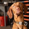 image:imageCarhartt Nylon Dog Collar Black M  Webbing Fully Adjustable with Durable Side Release Buckle and Reflective StitchingShaded Spruce