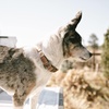 image:imageCarhartt Nylon Duck Blanket Stripe Dog Collar BrownStripe M  Pet Fully Adjustable Webbing Collars for Dogs Reflective Stitching for VisibilityBrite Lime Nylon Canvas  Webbing