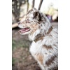 image:imageCarhartt Nylon Duck Blanket Stripe Dog Collar BrownStripe M  Pet Fully Adjustable Webbing Collars for Dogs Reflective Stitching for VisibilityCarhartt Brown Nylon Canvas  Webbing