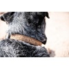 image:imageCarhartt Nylon Duck Blanket Stripe Dog Collar BrownStripe M  Pet Fully Adjustable Webbing Collars for Dogs Reflective Stitching for VisibilityCarhartt Brown Nylon Canvas  Webbing