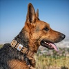 image:imageCarhartt Pet Fully Adjustable Wide Webbing Collar for Dogs Heavy Duty Nylon for Walking amp Training Black MediumCarhartt Brown