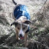 image:imageCarhartt Quick Duck FleeceLined Dog Jac Dark Sapphire L  Fleece Lined WaterRepellent Dog VestDark Sapphire