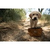 image:imageCarhartt Nylon Duck Travel Dog Bowl Carhartt Brown