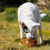 image:imageCarhartt Nylon Duck Travel Dog Bowl Carhartt Brown